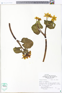 Caltha palustris image