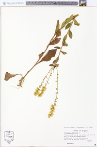 Solidago bicolor image