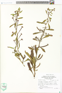 Ludwigia leptocarpa image