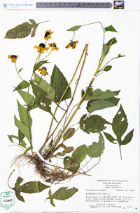 Rudbeckia triloba image