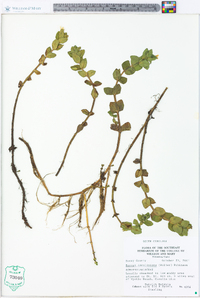 Bacopa caroliniana image