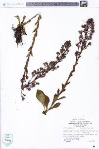 Trilisa paniculata image