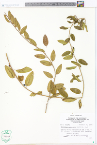 Berchemia scandens image