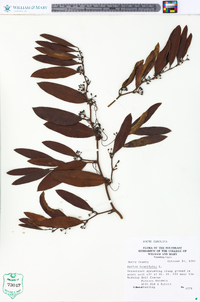 Smilax laurifolia image