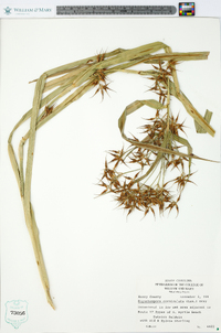 Rhynchospora corniculata image