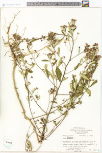 Sida rhombifolia image