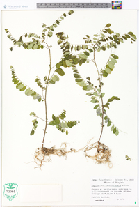 Phyllanthus caroliniensis image