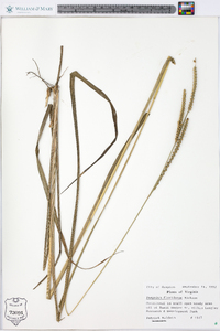 Paspalum floridanum image