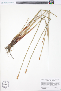 Eleocharis quadrangulata image