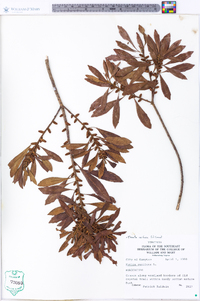 Myrica cerifera image