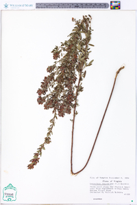 Lespedeza virginica image