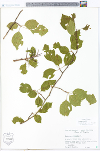 Crataegus viridis image
