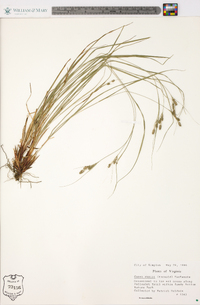 Carex swanii image