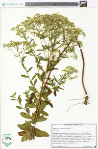 Eupatorium glaucescens image