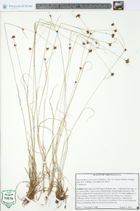 Rhynchospora fascicularis image