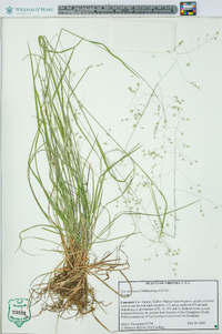 Poa autumnalis image