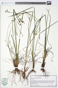 Sisyrinchium fuscatum image