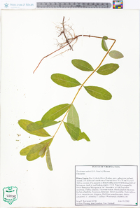 Triadenum walteri image