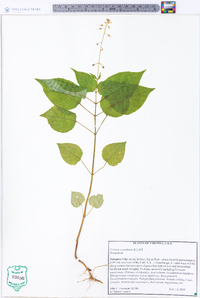 Circaea canadensis image