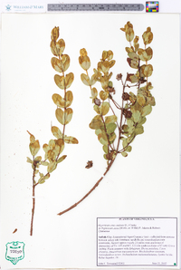 Hypericum crux-andreae image