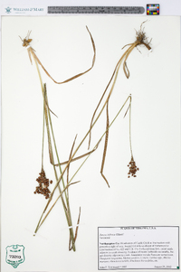 Juncus biflorus image