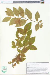 Vaccinium fuscatum image