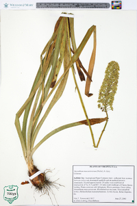 Amianthium muscitoxicum image