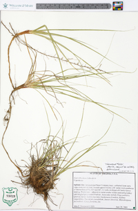 Carex floridana image