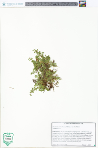 Pyxidanthera barbulata var. barbulata image