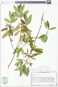 Kalmia angustifolia var. angustifolia image