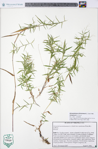 Dichanthelium dichotomum var. ramulosum image