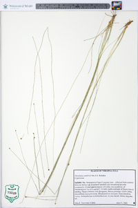 Eleocharis tortilis image