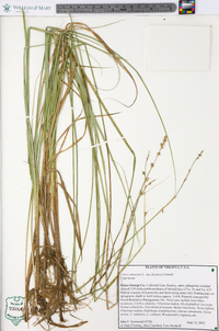 Carex canescens var. disjuncta image