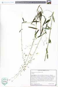 Desmodium strictum image