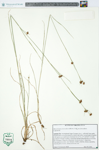 Rhynchospora fascicularis image