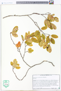 Amelanchier canadensis image