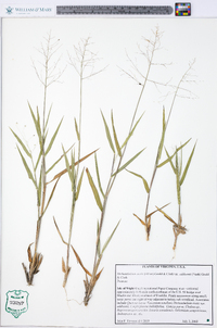 Dichanthelium ovale var. addisonii image