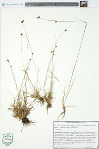 Rhynchospora fascicularis image