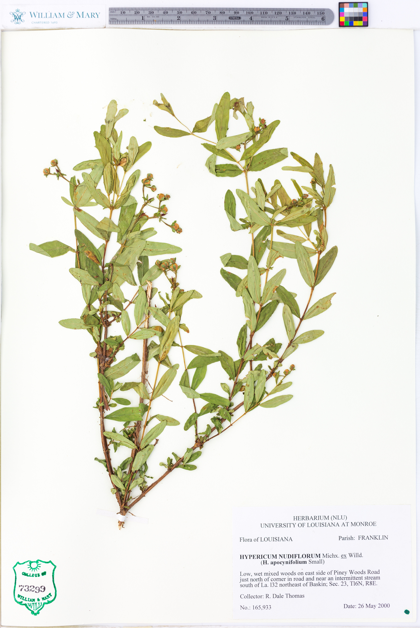 Hypericum nudiflorum image