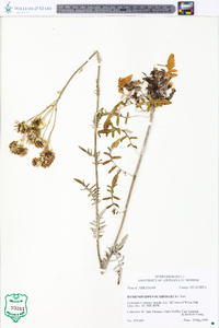 Hymenopappus scabiosaeus image