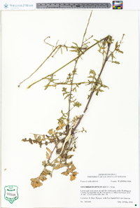 Sisymbrium officinale image