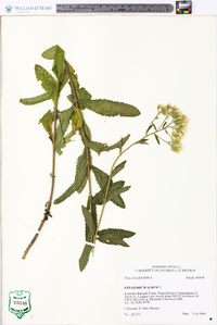 Eupatorium album image