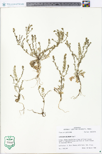 Lepidium oblongum image