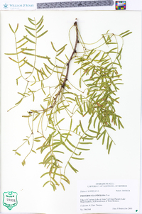 Prosopis glandulosa image