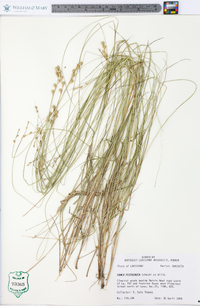 Carex festucacea image