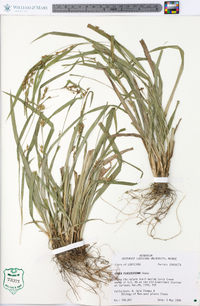 Carex flaccosperma image