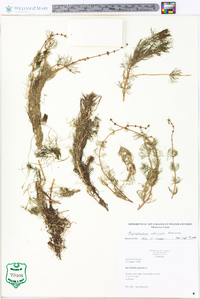 Myriophyllum sibiricum image