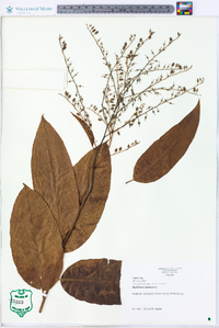 Oxydendrum arboreum image