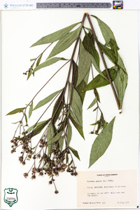 Vernonia glauca image