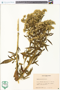 Eupatorium altissimum image